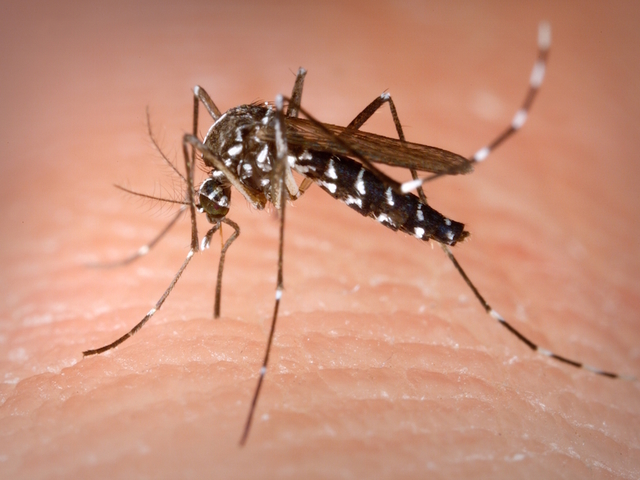 Febbre West Nile