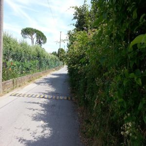 Ordinanza provinciale per il taglio delle siepi
